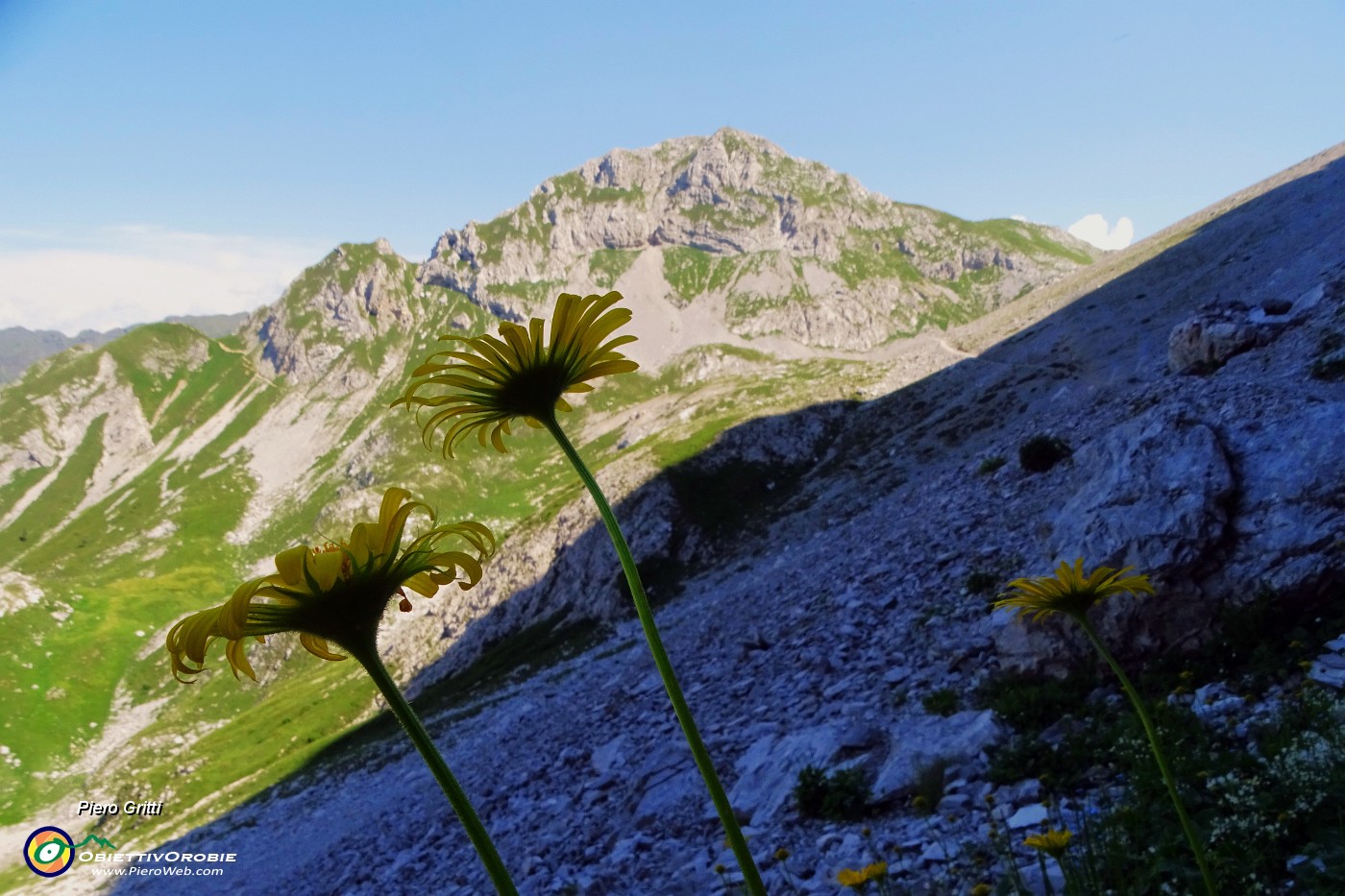 27 Doronicum grandiflorum (Doronico dai fiori grandi) nei macereti del Mandrone con vista in Corna Piana.JPG